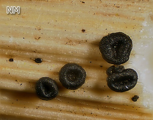 Heterosphaeria patella - Schüsselförmiges Kugelbecherchen
