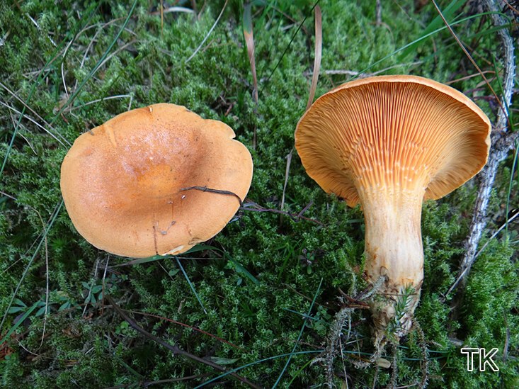 Falscher Pfifferling (Hygrophoropsis aurantiaca)