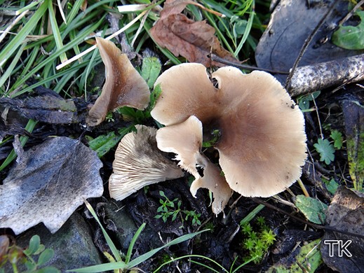 Hohenbuehelia petaloides Trichterförmiger Erdmuscheling