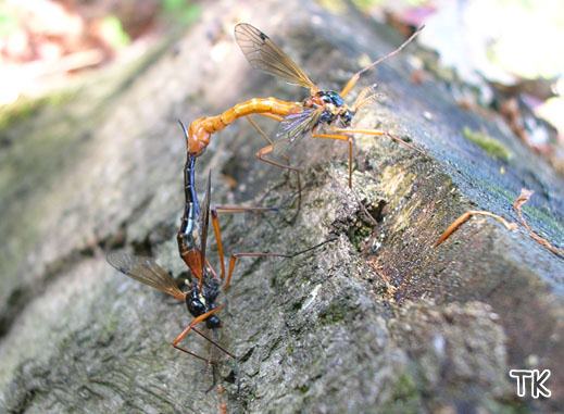 Holzschnake (Tanyptera atrata)
