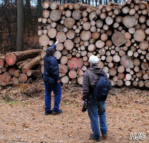 Fundort des Austernseitlings