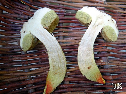 Hortiboletus engelii - Eichen-Filzröhrling