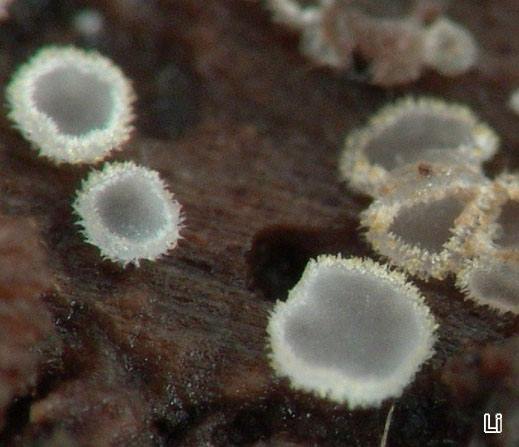 Hyaloscypha auriella var. britannica