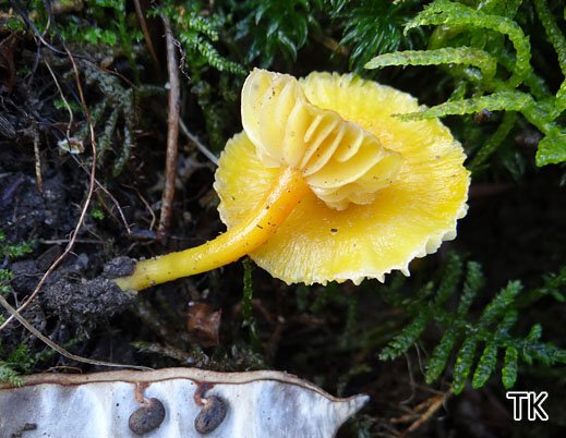 Hygrocybe flavescens Gelber Saftling