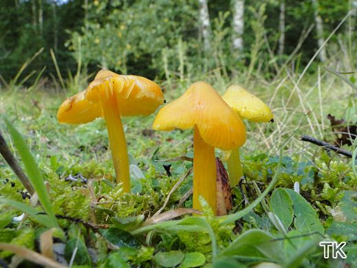 Hygrocybe subglobispora - Rundlichsporiger Saftling