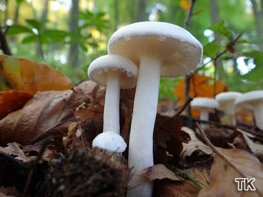 Hygrophorus eburneus - Elfenbeinschneckling