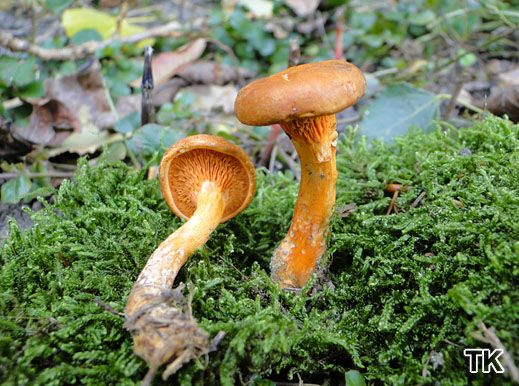 Hygrophoropsis aurantiaca 