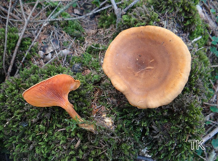 Brauner Falscher Pfifferling (Hygrophoropsis rufa)