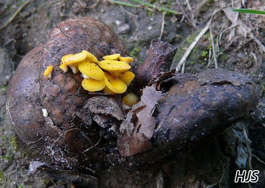Hymenoscyphus epiphyllus - Polyphager Stielbecherling