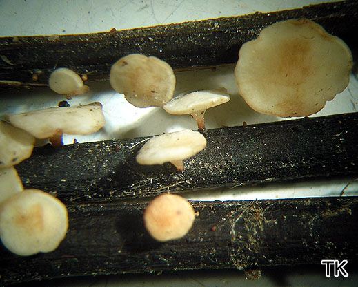 Hymenosycphus cf. pseudoalbidus - Falsches weißes Stengelbecherchen