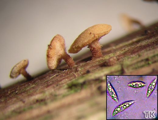 Hymenosyphus scutula - Schildförmiger Stängelbecherling