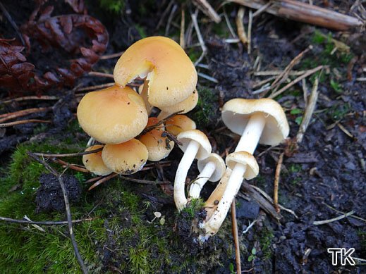Hypholoma capnoides - Rauchblättriger Schwefelkopf