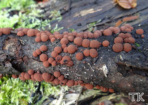 Hypoxylon fragiforme - Rötliche Kohlenbeere