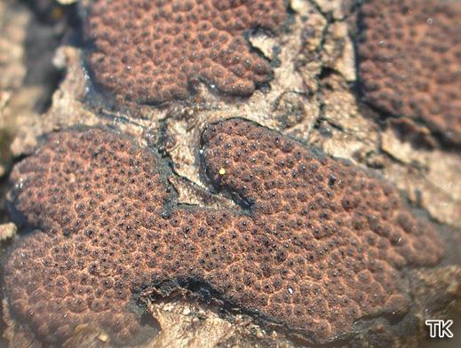Hypoxylon petriniae