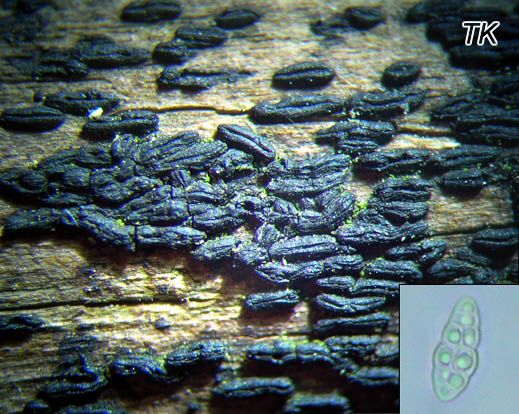Hysterographium mori - Weiden-Spaltkohlenpilz
