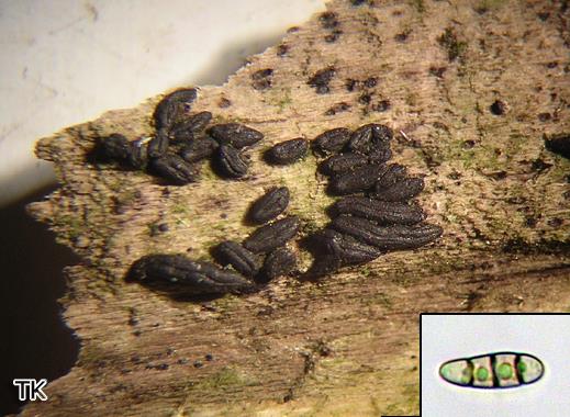 Hysterium angustatum