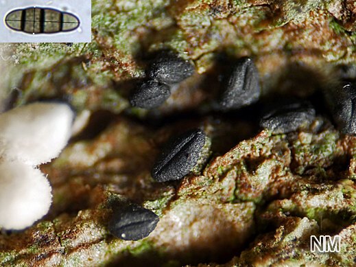 Hysterium angustatum- Schmallippiger Spaltkohlenpilz