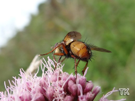 Tachina fera - Igelfliege