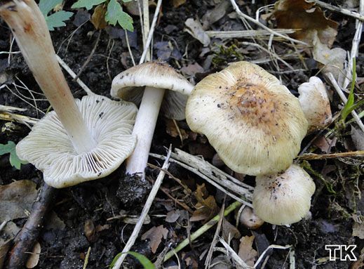 Inocybe adaequata var. rhodiola - Weinroter Rißpilz