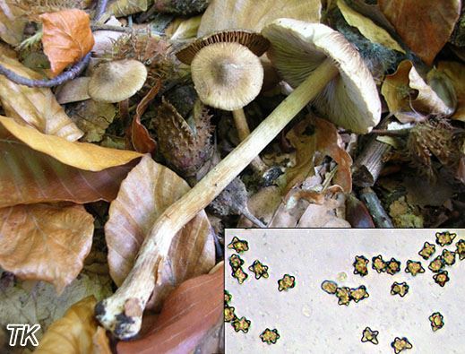 Inocybe asterospora - Sternsporiger Rißpilz