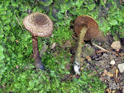 Inocybe calamistrata - Blaufüßiger Rißpilz