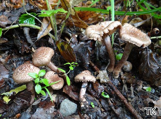 nocybe cincinnata var. major - Braunvioletter Rißpilz