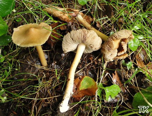 Inocybe cookei - Knolliger Rißpilz