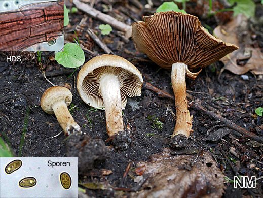 Inocybe dulcamara - Bittersüßer Risspilz
