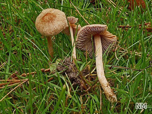 Inocybe fuscidula Braunstreifiger Risspilz