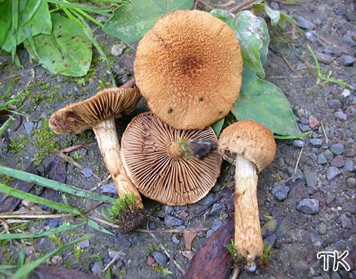 Inocybe fuscomarginata - Braunrandiger Rißpilz