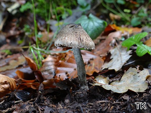 Inocybe haemacta - Grünroter Rißpilz