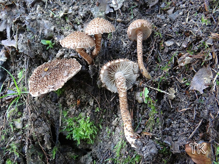 Sparriger Risspilz (Inocybe hystrix)