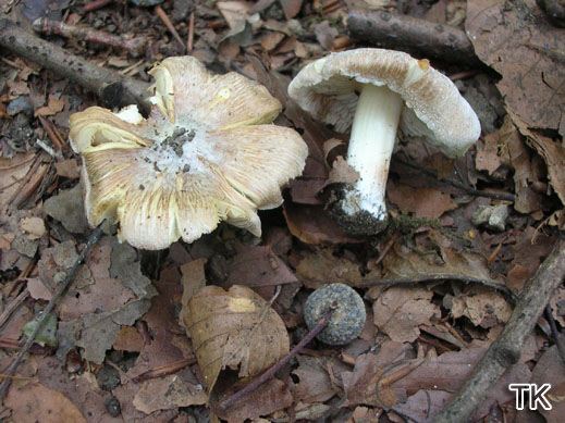 Inocybe maculata - Gefleckter Rißpilz