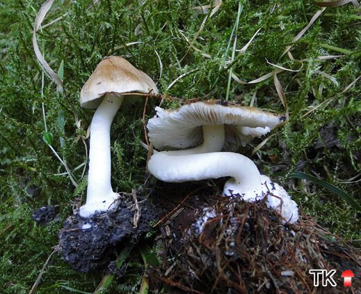 Gerandetknolliger Rißpilz (Inocybe mixtilis)