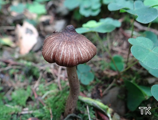 Inocybe pseudoasterospora var. microsperma - Falscher Sternsporiger Risspilz