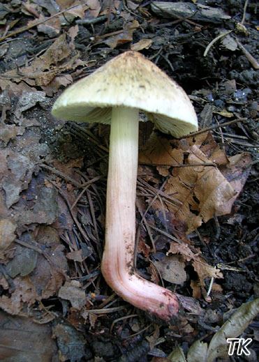 Inocybe adaequata var. rhodiolia