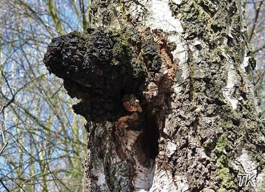 Inonotus obliquus - Schiefer Schillerporling