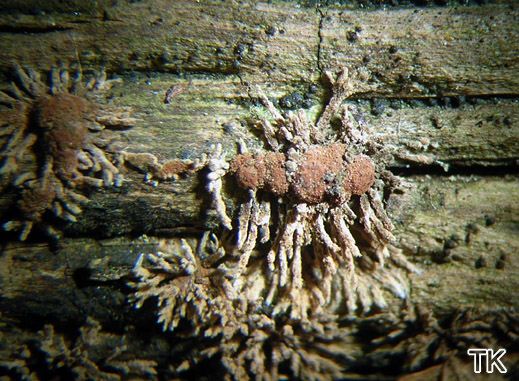Isaria umbrina - (Anamorphe von Hypoxylon howeianum)