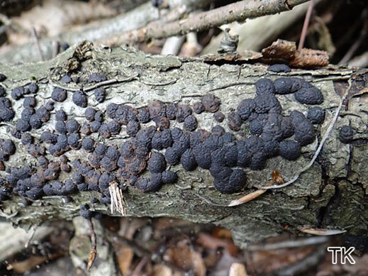 ackrogersella minutellum - Eichen-Kohlenbeere