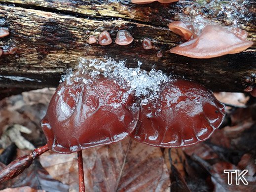 Auricularia auricula-judae - Judasohr
