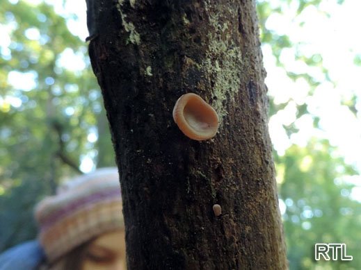 Auricularia auricula-judae - Judasohr