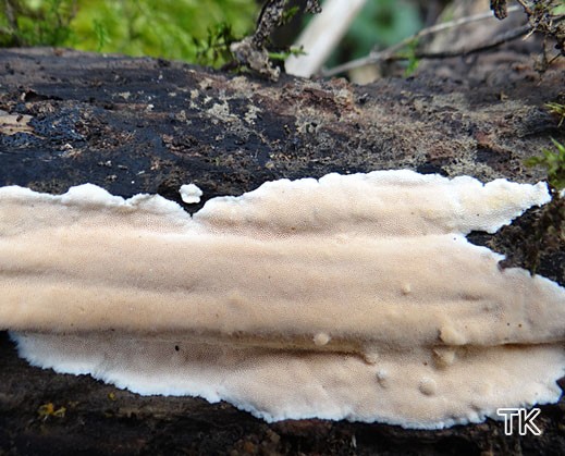Junghuhnia nitida - Schönfarbiger Porenschwamm