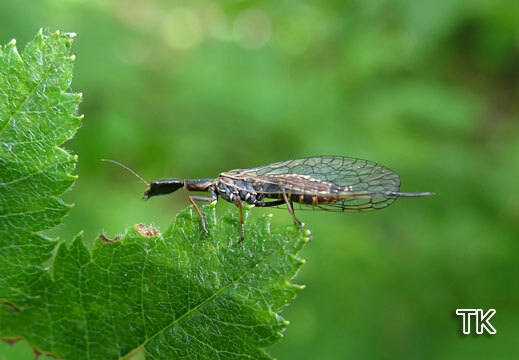Kamelhalsfliege