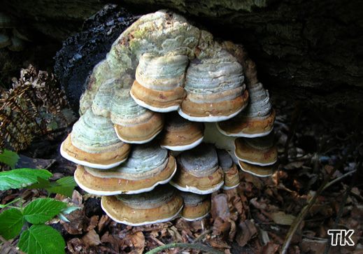 Fomes fomentarius