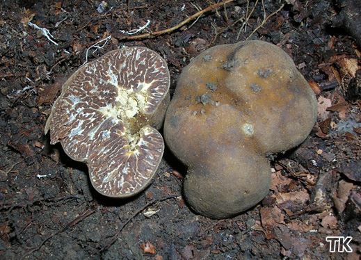 Tuber excavatum