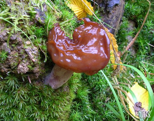 Gyromitra infula