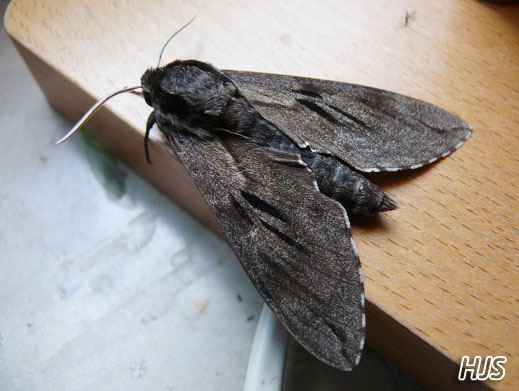 Hyloicus pinastr