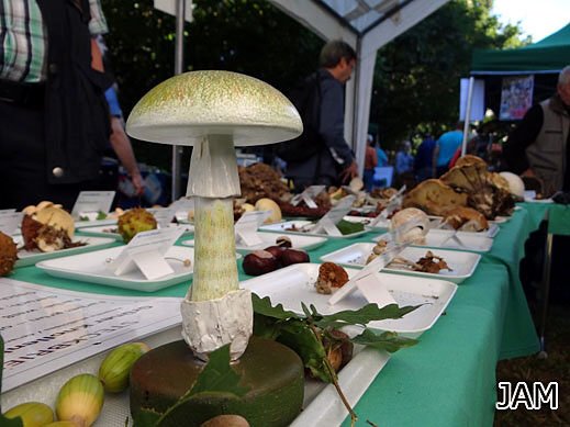 Grüner Knollenblätterpilz