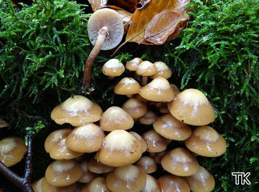 Kuehneromyces mutabilis - Stockschwämmchen