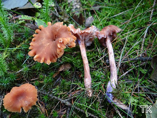 Laccaria bicolor